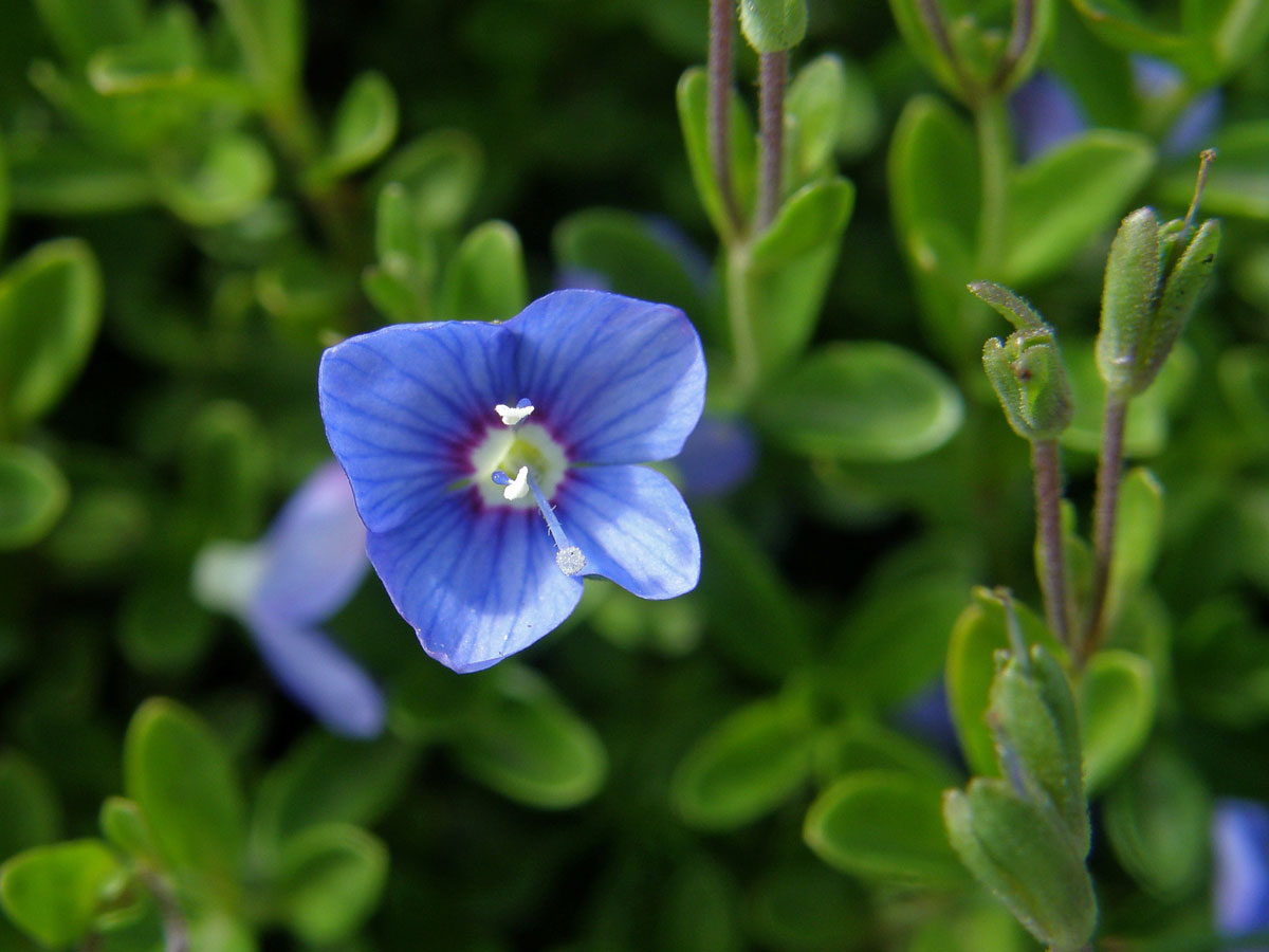 Rozrazil keříčkatý (Veronica fructicans Jacq.)