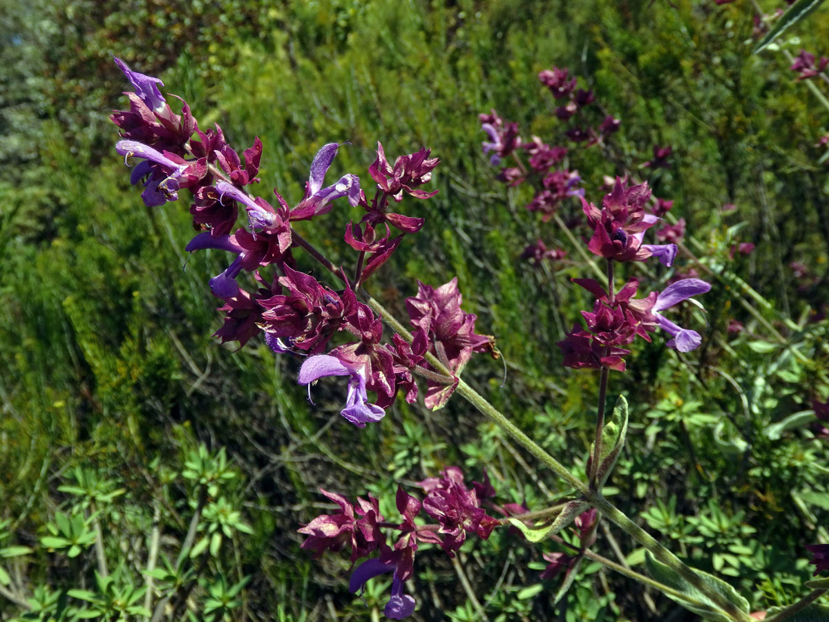 Šalvěj (Salvia canariensis L.)