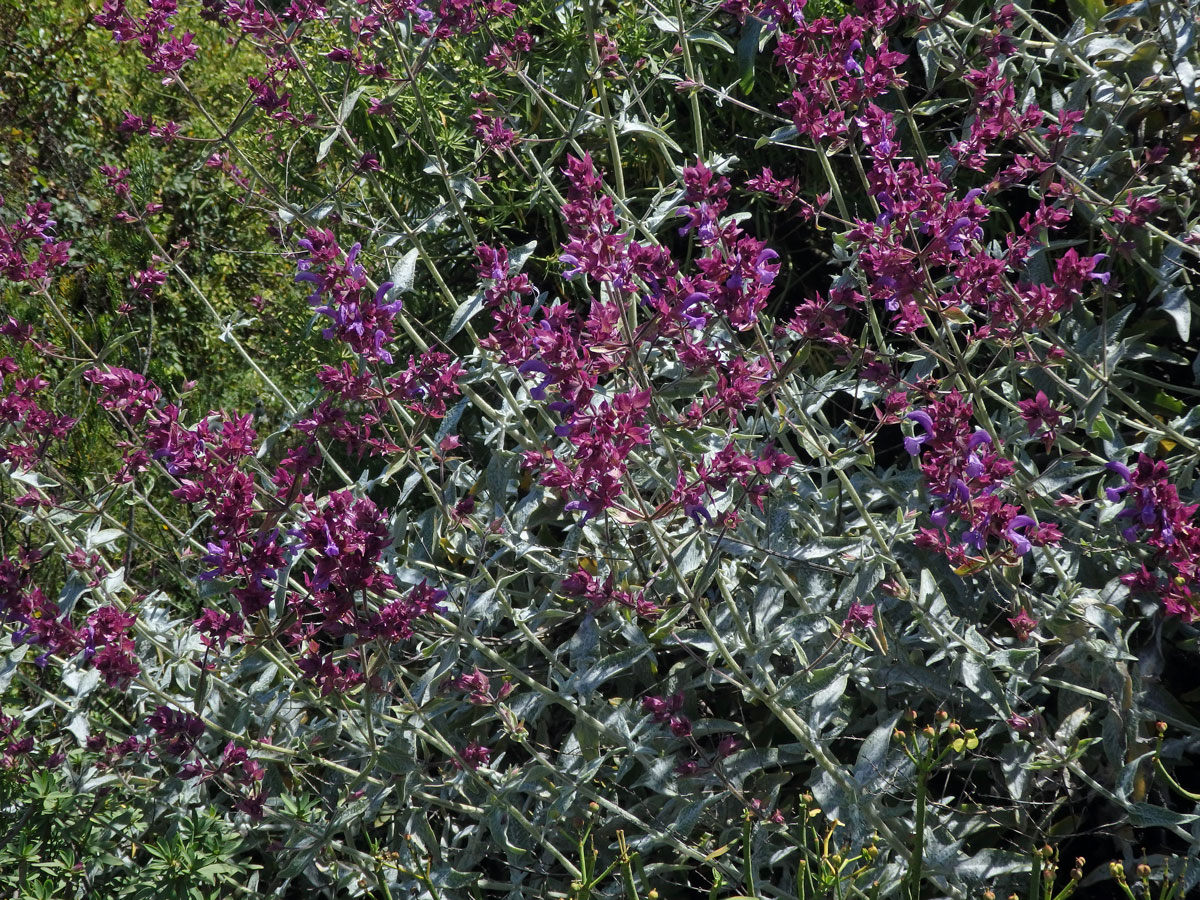 Šalvěj (Salvia canariensis L.)