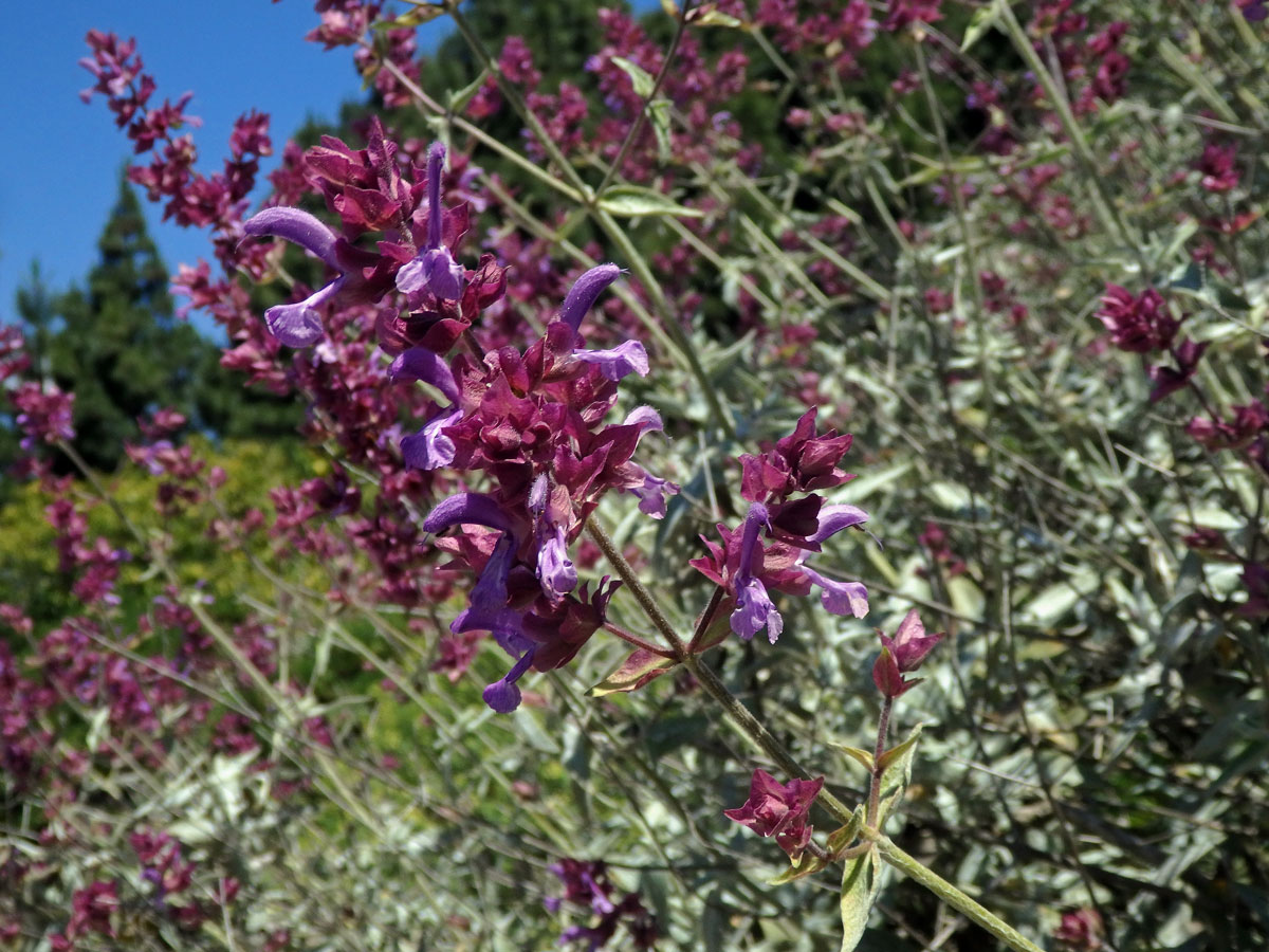 Šalvěj (Salvia canariensis L.)