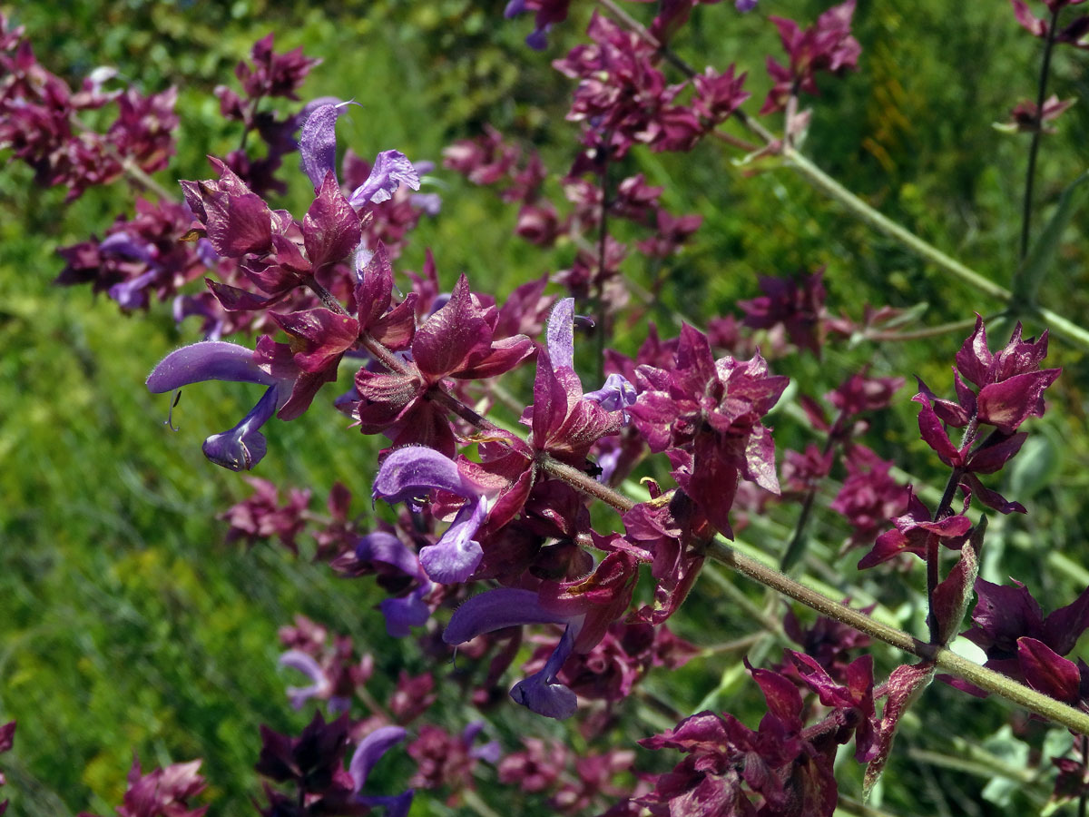 Šalvěj (Salvia canariensis L.)