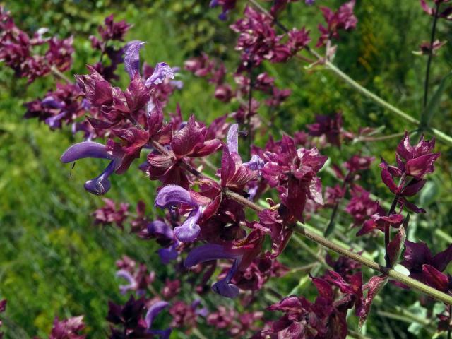 Šalvěj (Salvia canariensis L.)