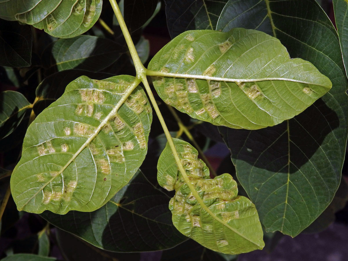 Hálky vlnovníka (Aceria tristriata)