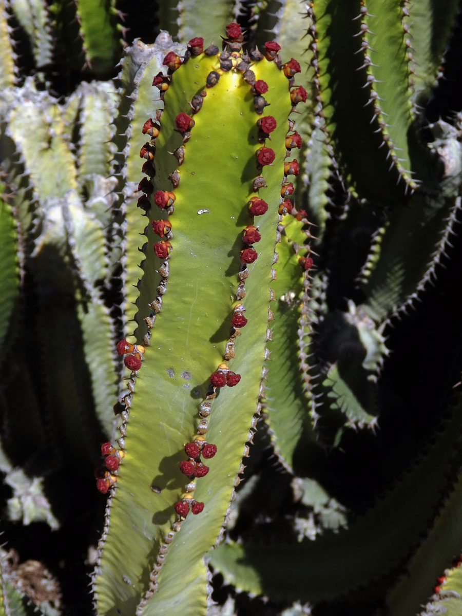 Pryšec (Euphorbia canariensis L.)