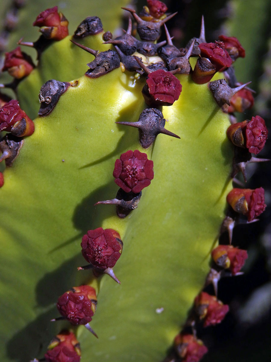 Pryšec (Euphorbia canariensis L.)