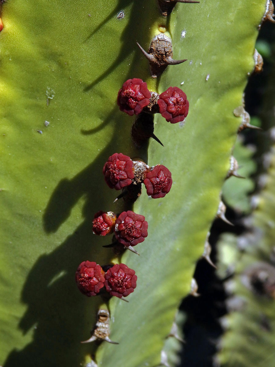 Pryšec (Euphorbia canariensis L.)