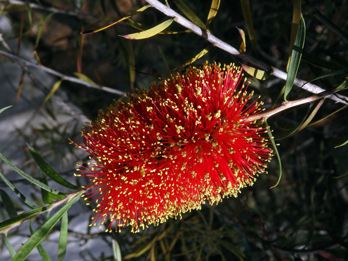 Štětkovec (Callistemon rugulosus (D. F. K. Schltdl. ex Link) DC.)