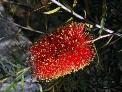 Štětkovec (Callistemon rugulosus (D. F. K. Schltdl. ex Link) DC.)