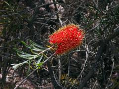 Štětkovec (Callistemon rugulosus (D. F. K. Schltdl. ex Link) DC.)