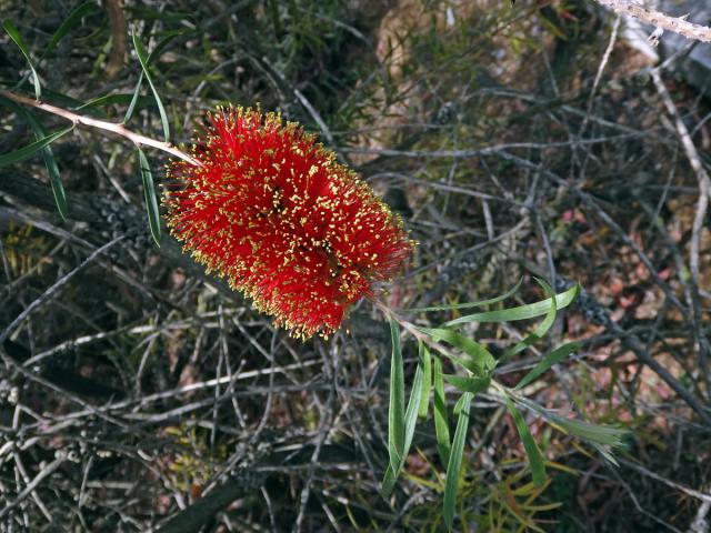 Štětkovec (Callistemon rugulosus (D. F. K. Schltdl. ex Link) DC.)