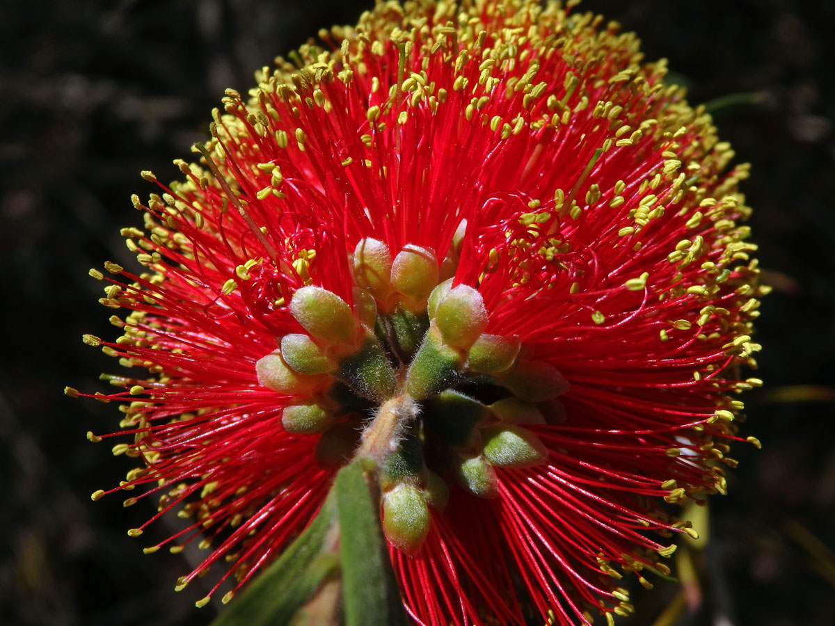 Štětkovec (Callistemon rugulosus (D. F. K. Schltdl. ex Link) DC.)