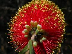 Štětkovec (Callistemon rugulosus (D. F. K. Schltdl. ex Link) DC.)