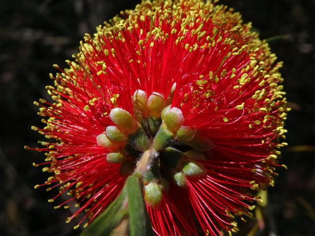 Štětkovec (Callistemon rugulosus (D. F. K. Schltdl. ex Link) DC.)