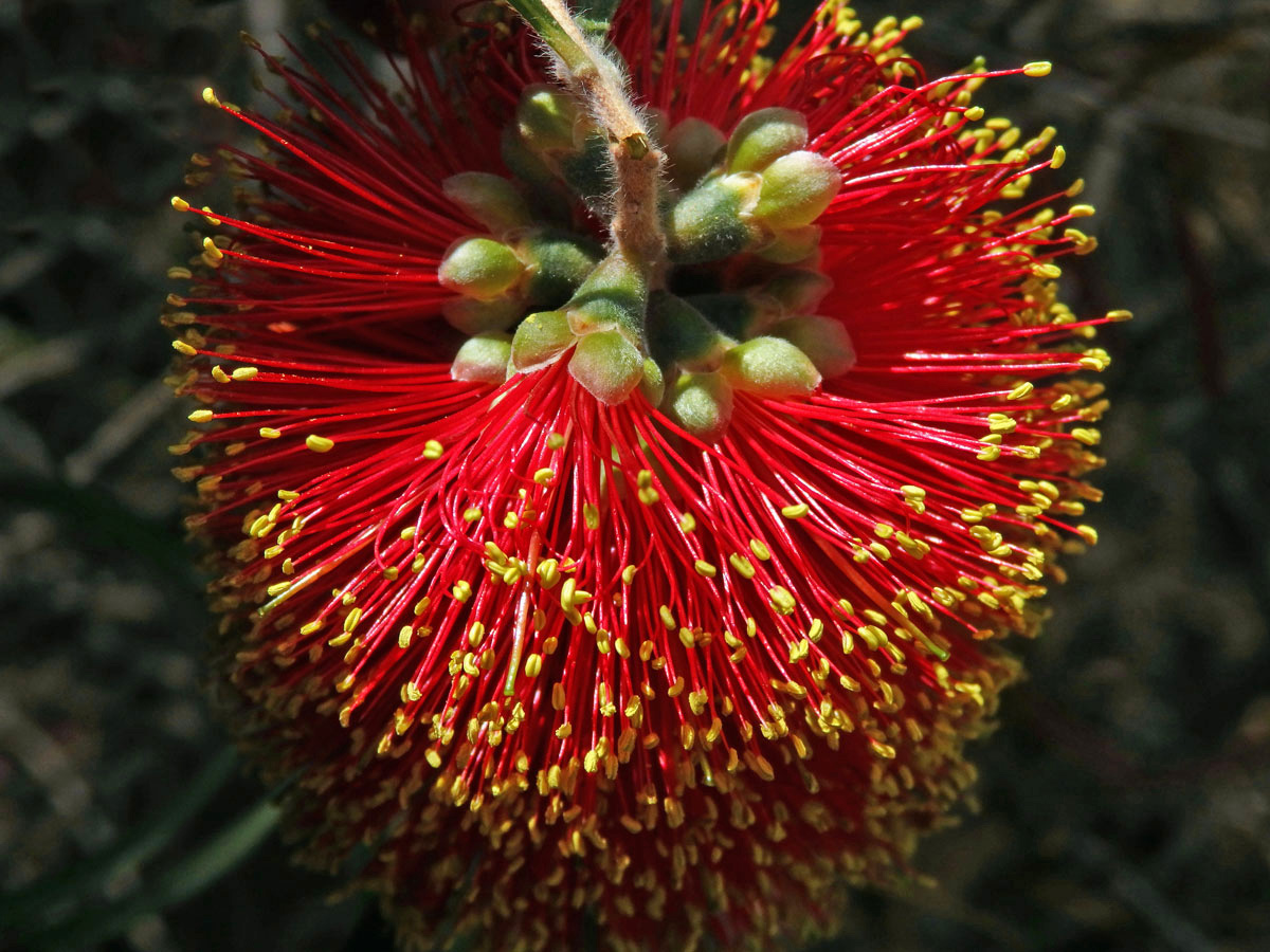 Štětkovec (Callistemon rugulosus (D. F. K. Schltdl. ex Link) DC.)