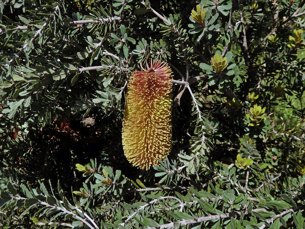 Banksia praemorsa Andrews