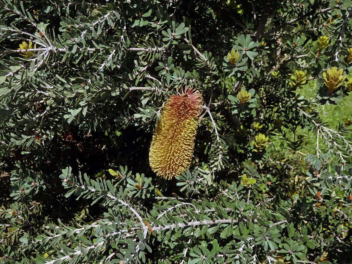 Banksia praemorsa Andrews