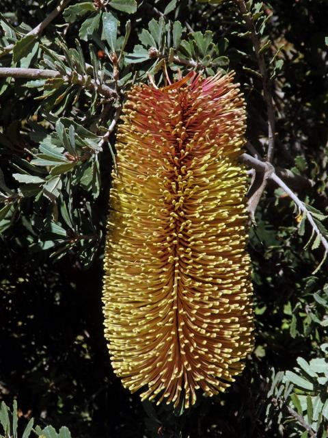 Banksia praemorsa Andrews