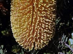 Banksia praemorsa Andrews