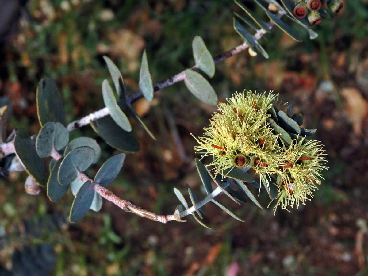 Blahovičník (Eucalyptus kruseana F. Muell.)