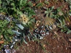 Blahovičník (Eucalyptus kruseana F. Muell.)