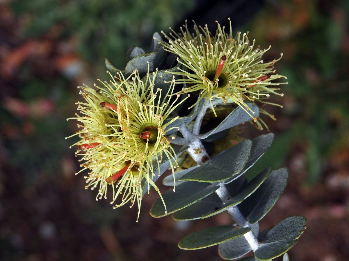 Blahovičník (Eucalyptus kruseana F. Muell.)