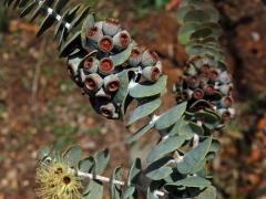 Blahovičník (Eucalyptus kruseana F. Muell.)
