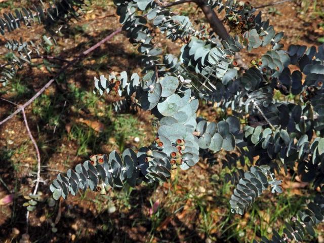 Blahovičník (Eucalyptus kruseana F. Muell.)