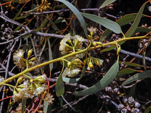 Blahovičník (Eucalyptus socialis F. Muell. ex Miq.)