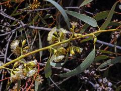 Blahovičník (Eucalyptus socialis F. Muell. ex Miq.)   