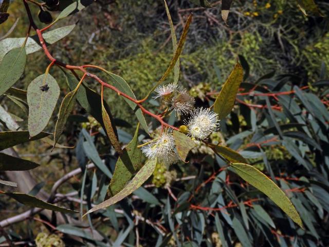 Blahovičník (Eucalyptus socialis F. Muell. ex Miq.)