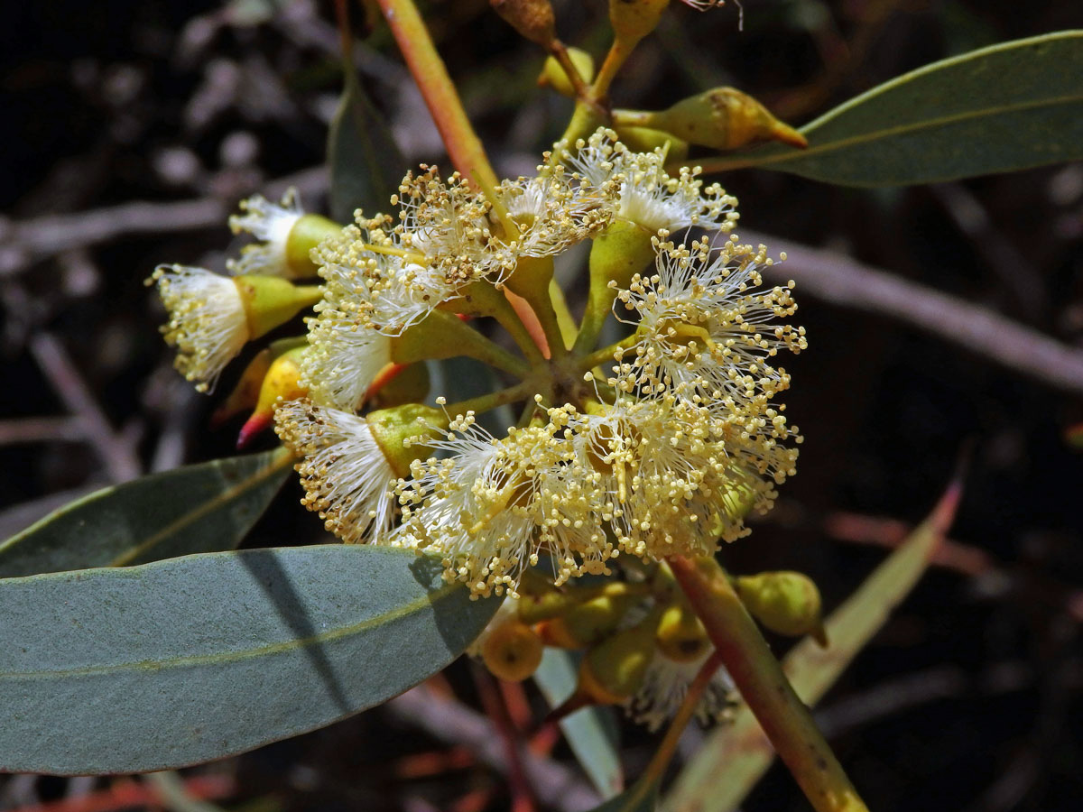 Blahovičník (Eucalyptus socialis F. Muell. ex Miq.)