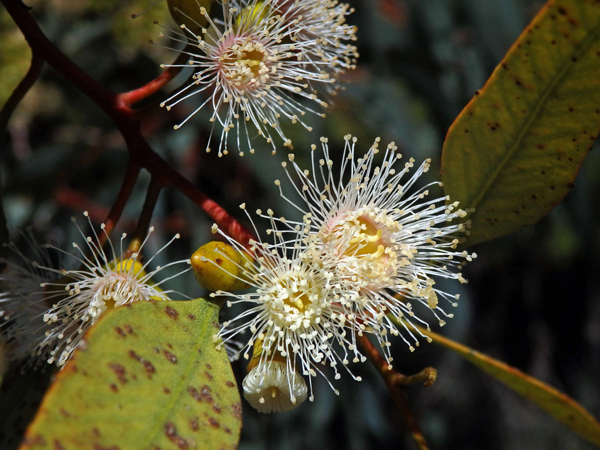 Blahovičník (Eucalyptus socialis F. Muell. ex Miq.)