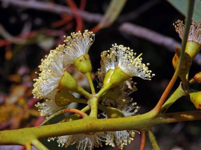 Blahovičník (Eucalyptus socialis F. Muell. ex Miq.)