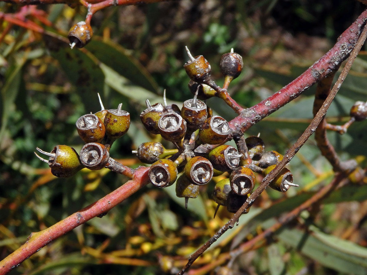 Blahovičník (Eucalyptus socialis F. Muell. ex Miq.)