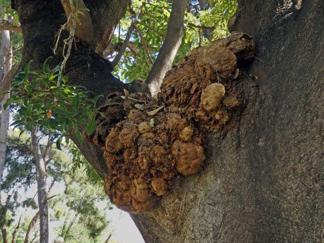 Líčidlo (Phytolacca dioica L.) s nádory na kmeni (2)