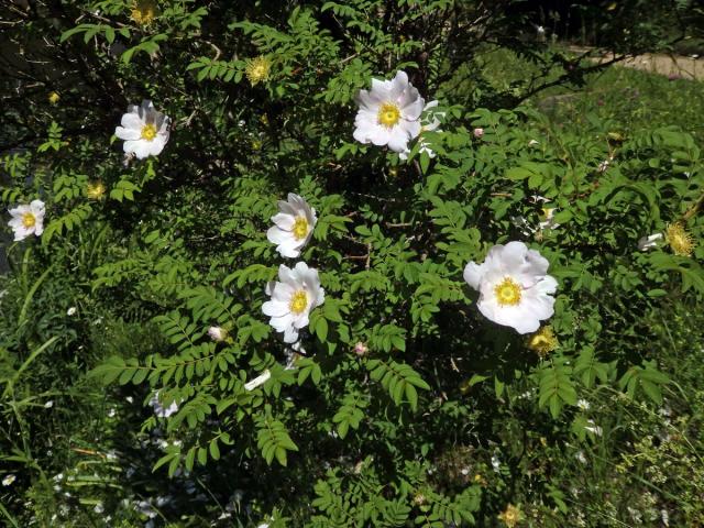 Růže kaštanová (Rosa roxburghii Tratt.)