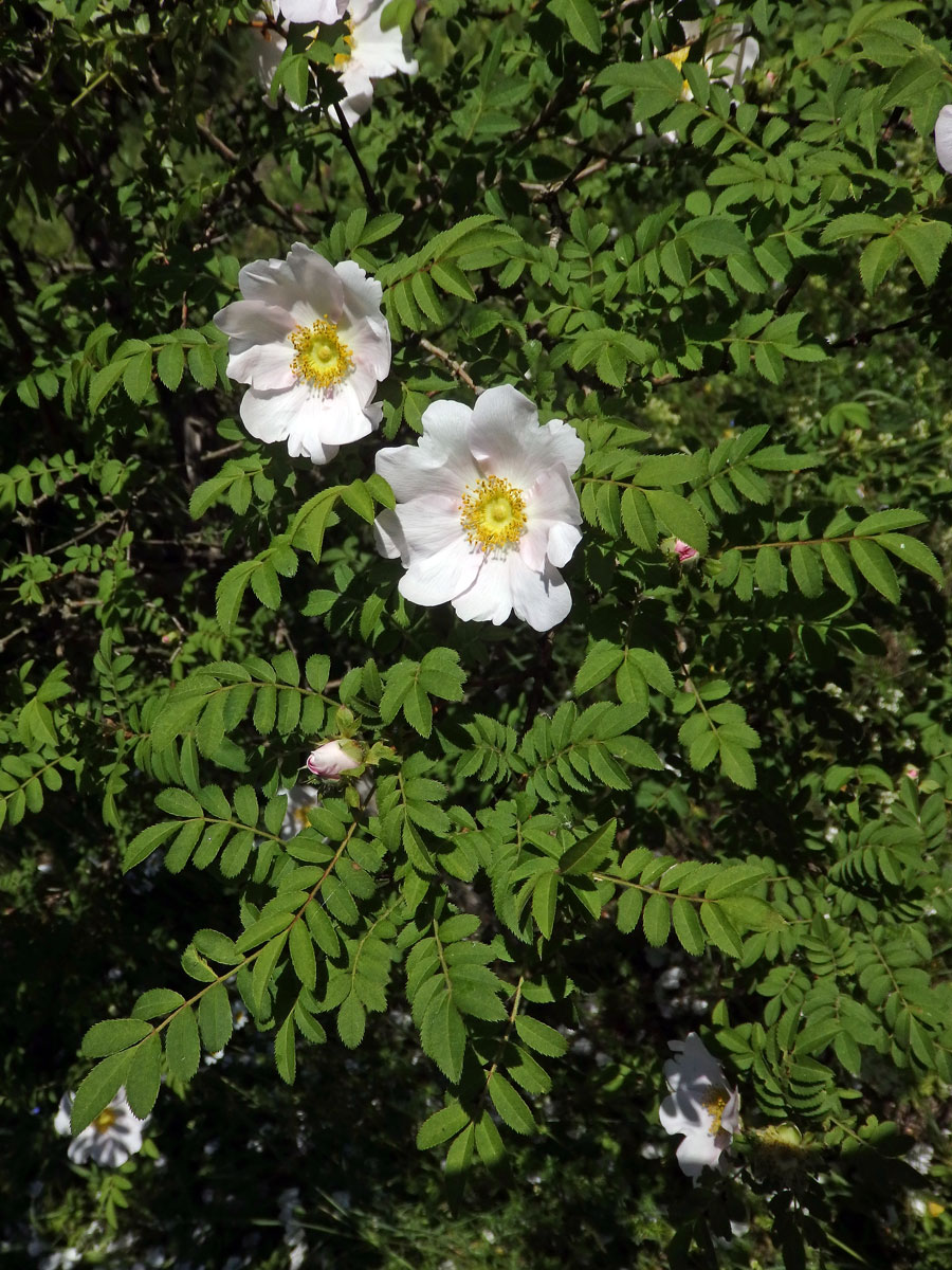 Růže kaštanová (Rosa roxburghii Tratt.)