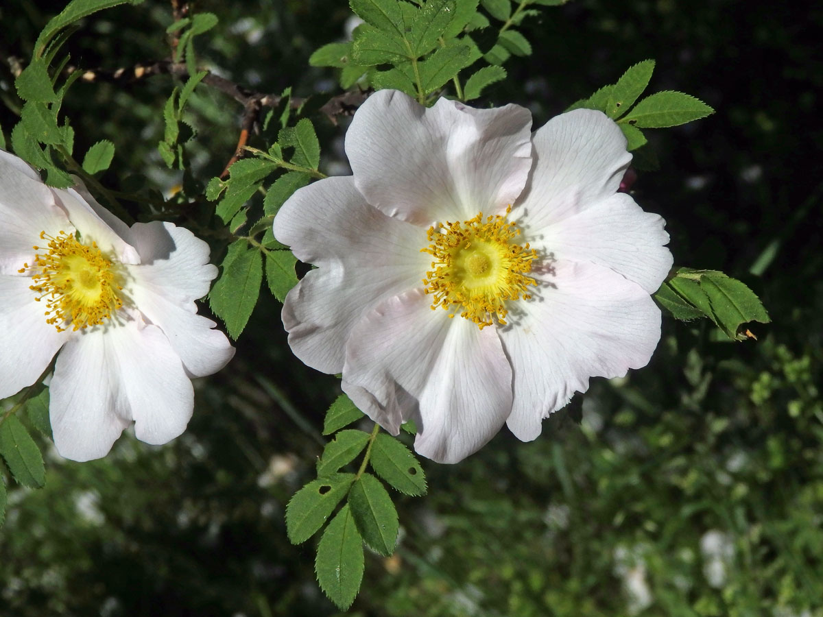 Růže kaštanová (Rosa roxburghii Tratt.)