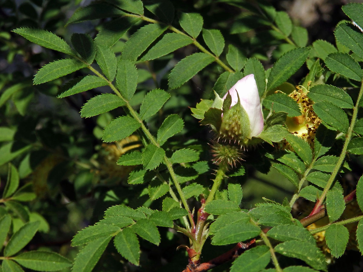 Růže kaštanová (Rosa roxburghii Tratt.)