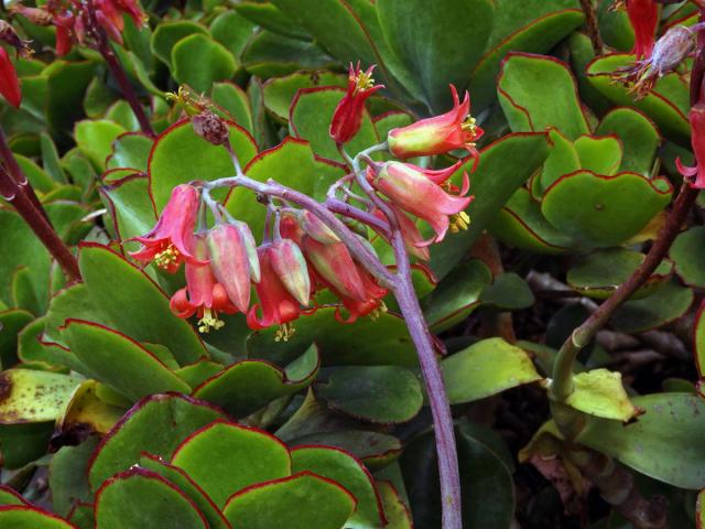 Cotyledon orbiculata L.