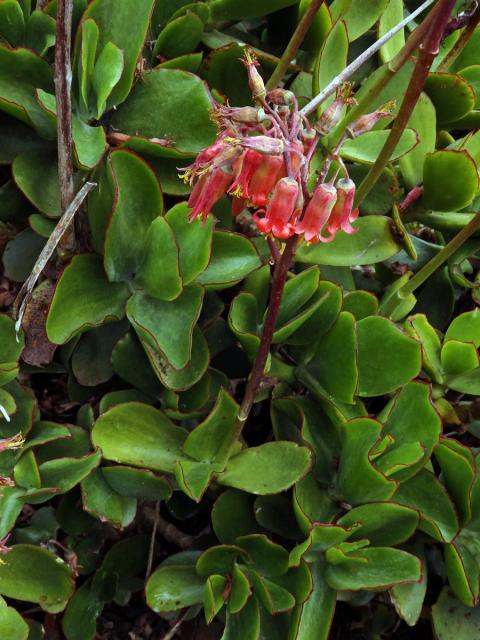 Cotyledon orbiculata L.