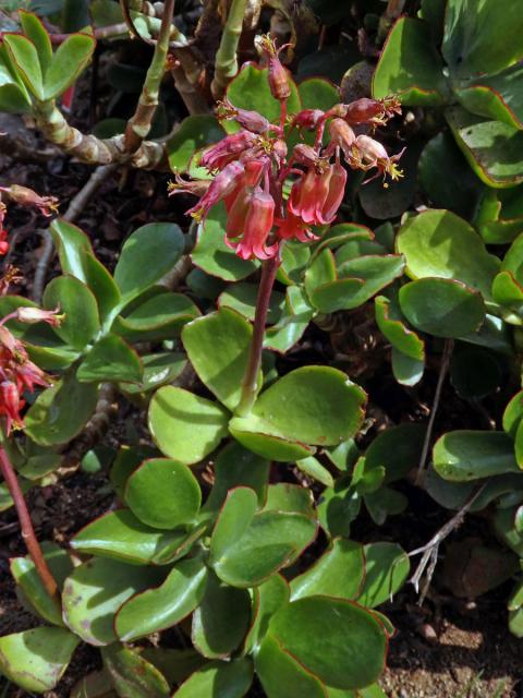 Cotyledon orbiculata L.