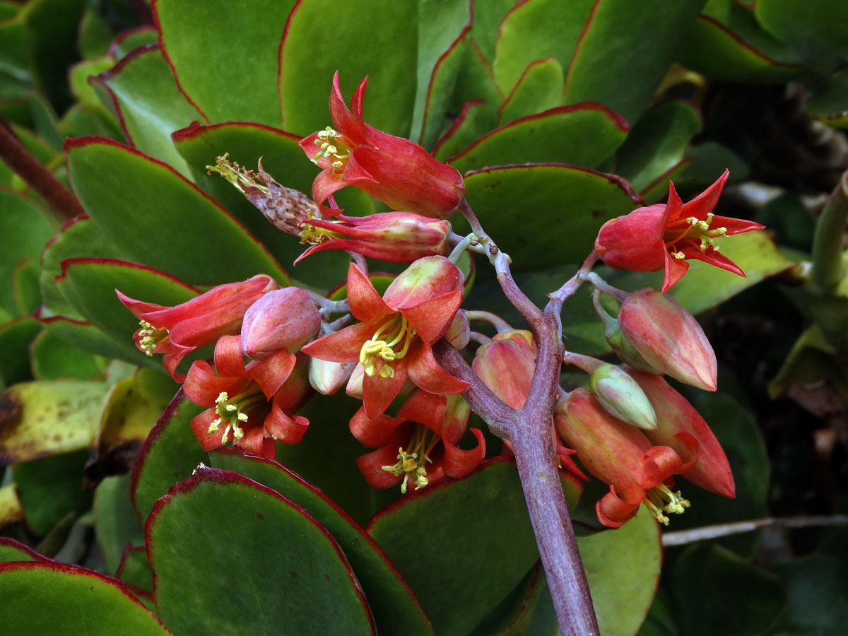 Cotyledon orbiculata L.