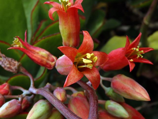 Cotyledon orbiculata L.