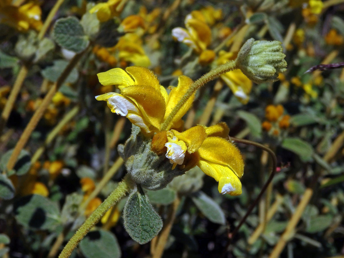 Sápa vlnatá (Phlomis lanata Willdenow)