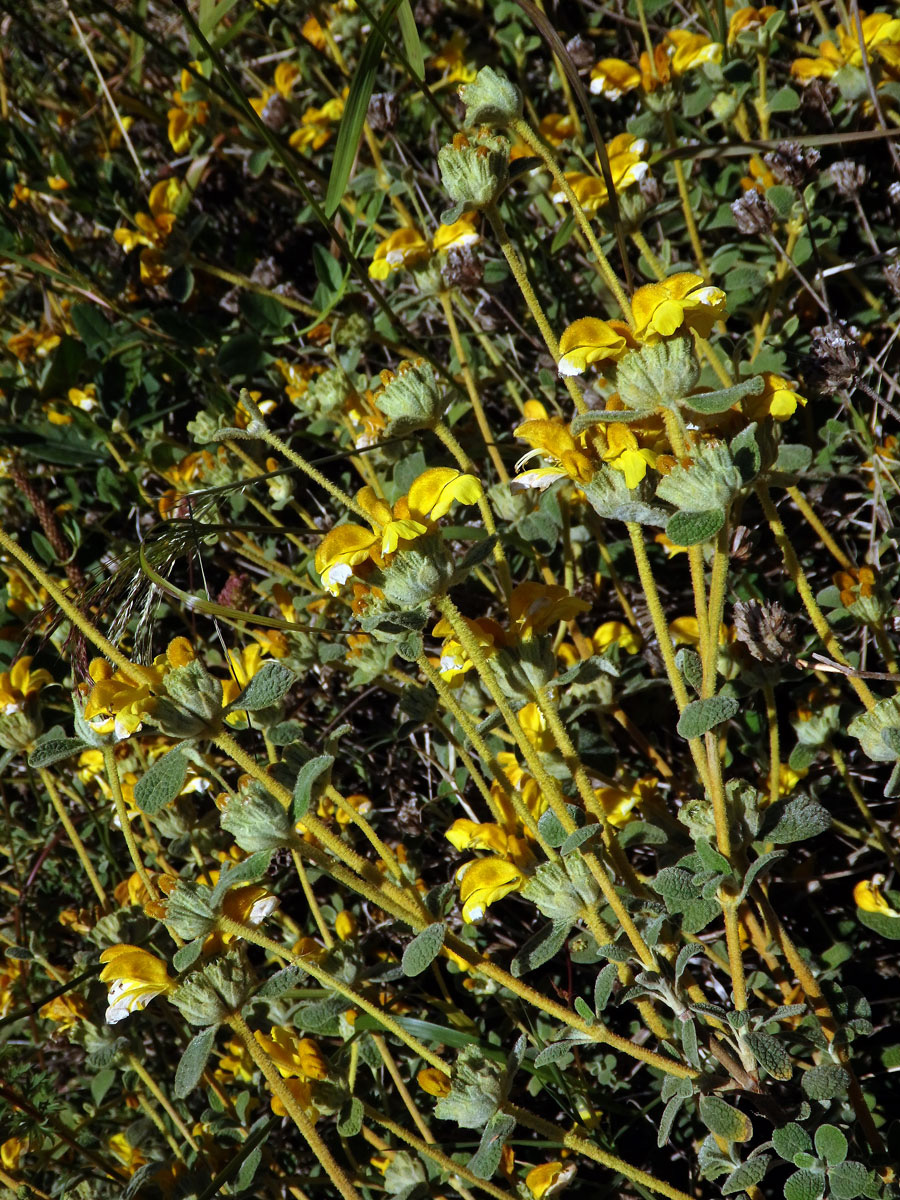 Sápa vlnatá (Phlomis lanata Willdenow)