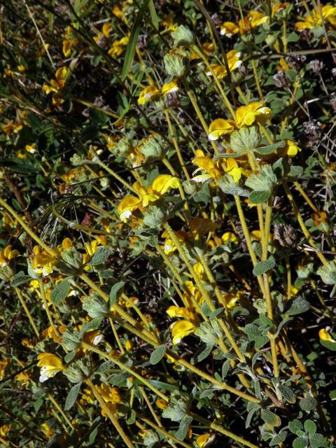 Sápa vlnatá (Phlomis lanata Willdenow)