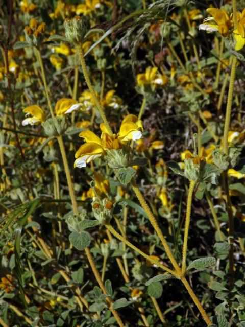 Sápa vlnatá (Phlomis lanata Willdenow)