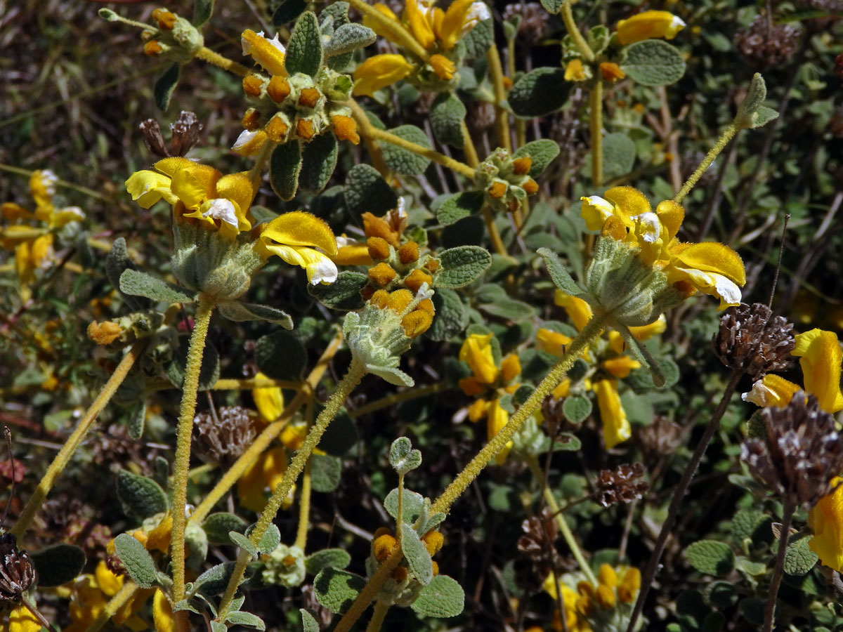 Sápa vlnatá (Phlomis lanata Willdenow)