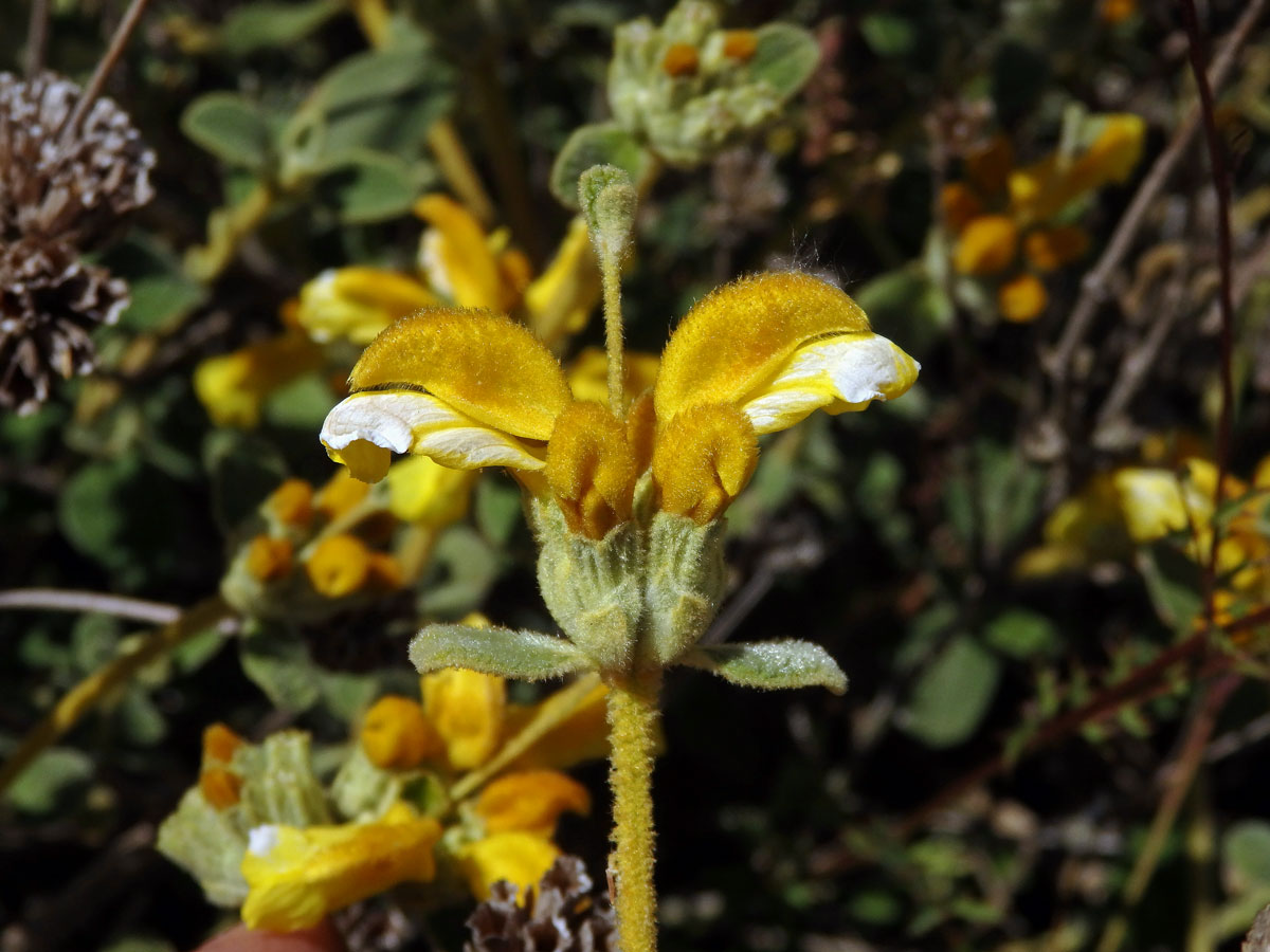 Sápa vlnatá (Phlomis lanata Willdenow)